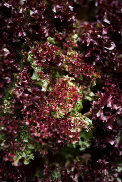 Lollo rosso lettuce leaves