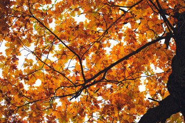 Autumn crown of the tree, the view from the bottom up. Yellow and orange oak leaves and branches background