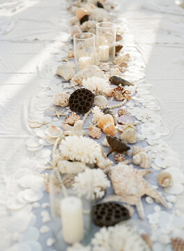 Assortment of sea shells and coral spread on a table