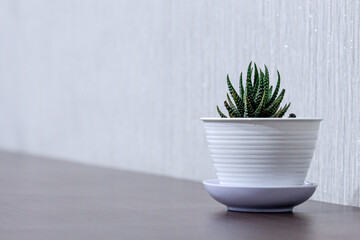 green, plant, nature, pot, garden, white, flower, leaf, background, flora, isolated, natural, decoration, flowerpot, beautiful, fresh, floral, potted, decorative, growth, spring, closeup, 