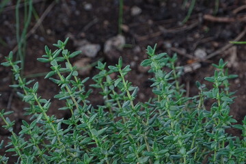 Thyme