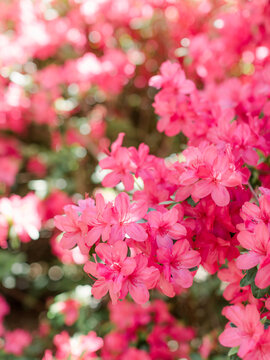 Pink Azalea