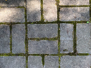 Paving slabs with green moss. Natural backround. Paving slabs texture