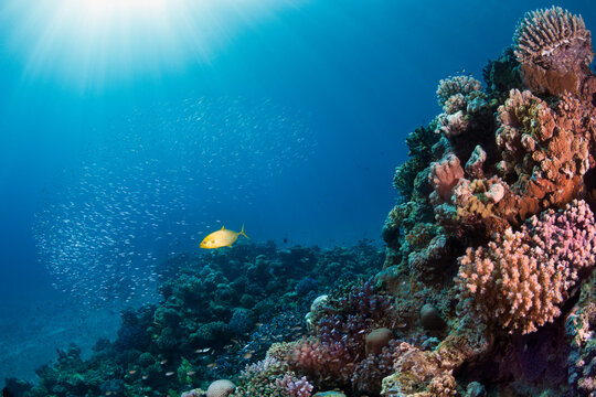 Colorful coral reef and yellow trevally hunting small fish in under water