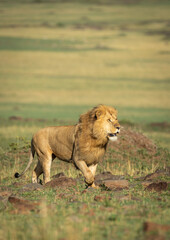Vertical portrait of a lion walking on rocks in Masai Mara in Kenya