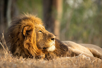 Horizontal portrait of a male lion looking towards setting sun in Kruger Park in South Africa