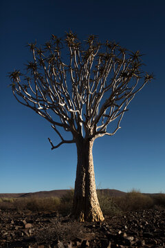 Quivertree Grow