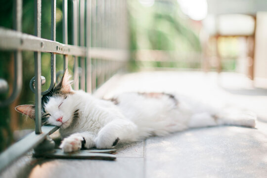 Cat sleeps blissfully on terrace with balustrade as a pillow