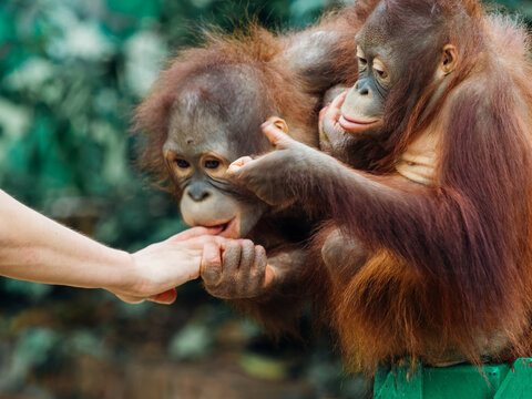 orangutan