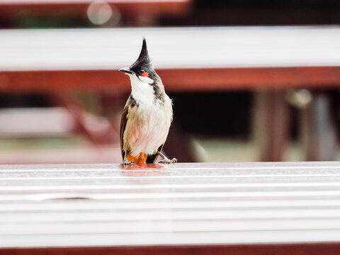 Red-whiskered bulbul bird