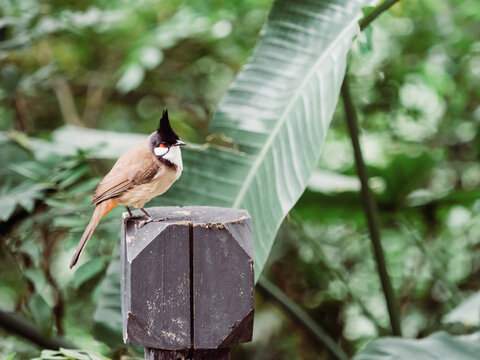 Red-whiskered bulbul bird