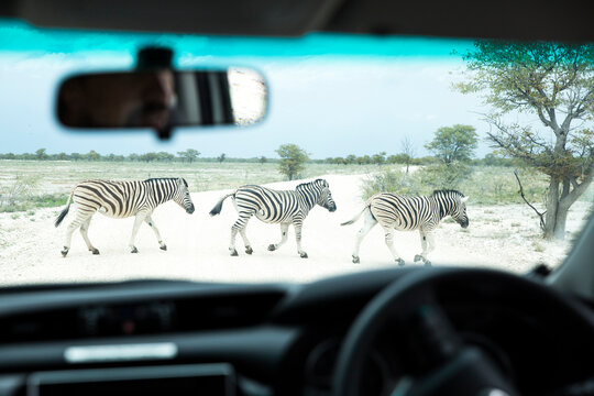 Zebra Crossing