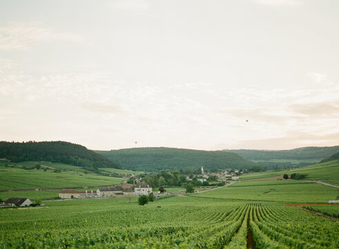Vineyards in Burdundy