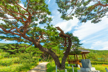 Fototapeta premium 가을과 소나무