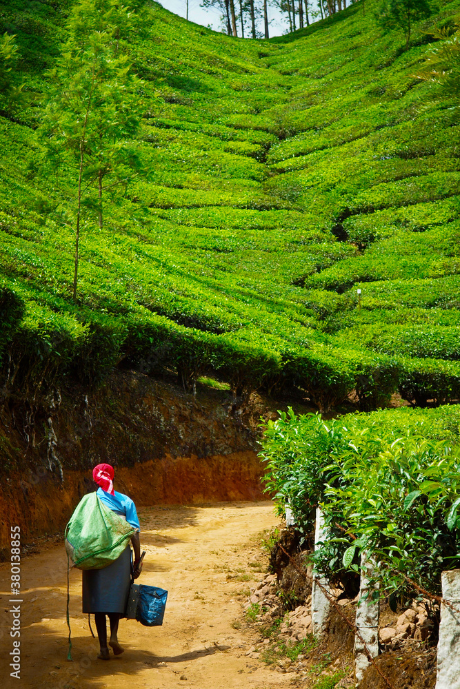 Wall mural Worker carrying  tea leaves in bag  in Munar tea plantation-India
 - Wall murals