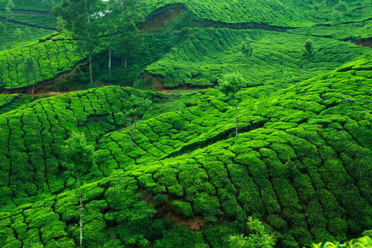 Tea plantation with green fresh leaves in Munar-India