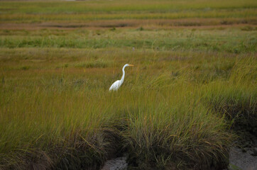 Fototapeta premium EGRET IN THE MARSH