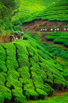 Worker carrying  tea leaves in bag  in Munar tea plantation-India
