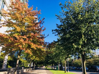 バンクーバーの紅葉