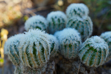 Many small round cacti