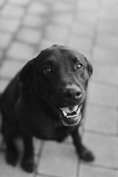 happy dog in black and white