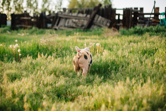 A picture of a pet pig running through a pasture shot from behind.