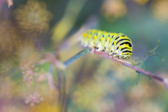 Monarch Caterpillar
