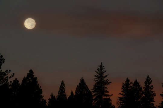 moon over the forest at sunset © Melanie