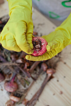 Woman prepare gladiolus seeds before sowing