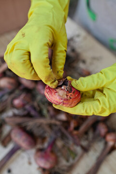 Woman prepare gladiolus seeds before sowing