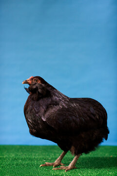 Chicken - Australorps