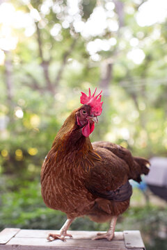 Chicken - Isa Browns