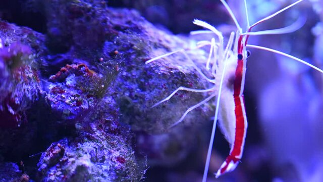 shrimp doctor