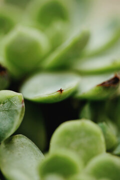 Detail of thorn on stonecrop thick leaf