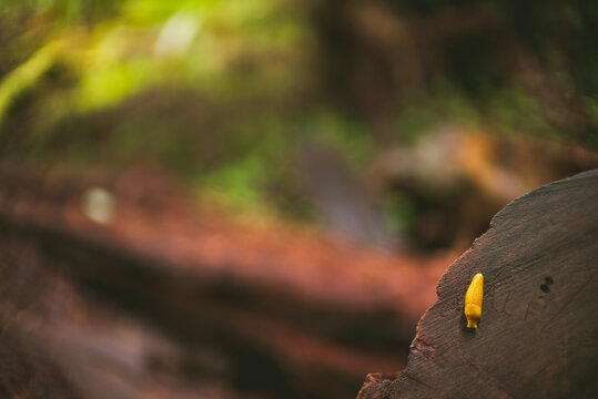redwood slug