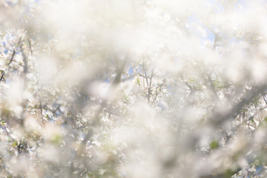 Blooming Tree