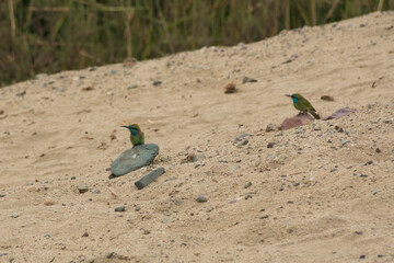 green bee eater