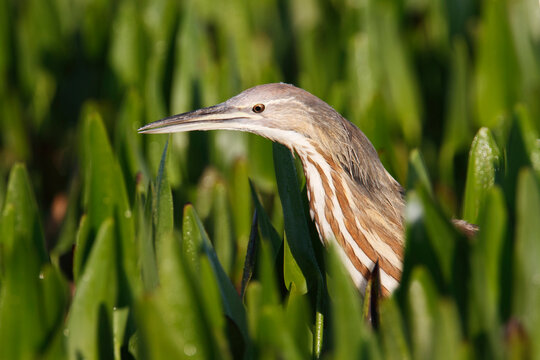American Bittern