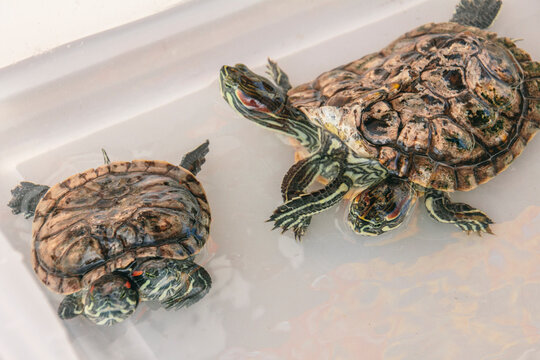 Turtle with two heads. Siamese turtle