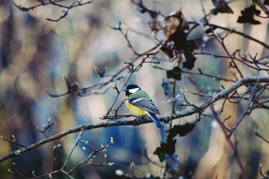 Great Tit (Parus major) on a leafless Magnolia stellata branch in wintry garden