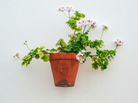 Hanging plants on street walls of Almeria, Spain.