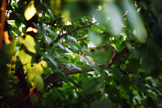 Tabby cat walking on tree branch in ambush