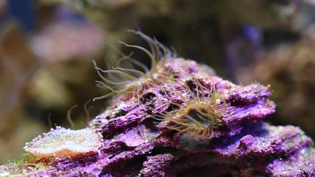 coral reef in aquarium
