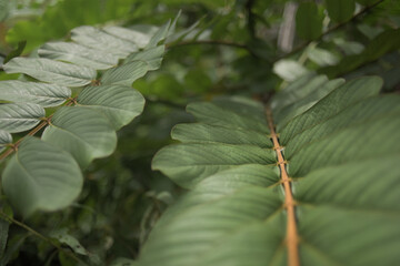 Árbol