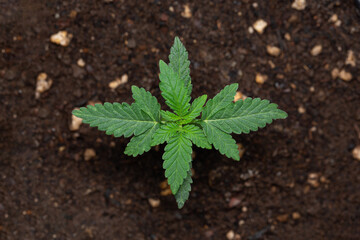 Growing marijuana in the pot, indoor medical cannabis plants