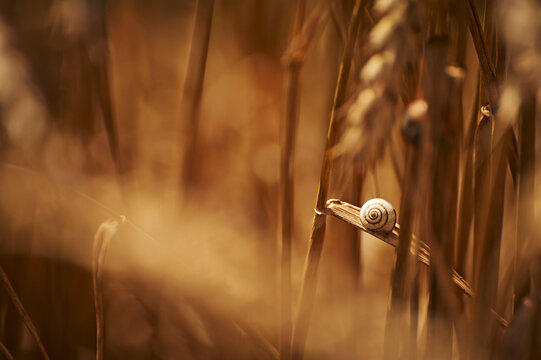 Snail inside wheat field - 2