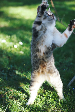Dancing kitty
