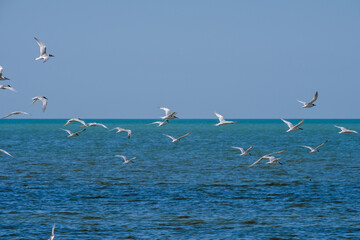 A flock of seagulls flying in a cloudless sky over the surface of the blue sea. Free wild birds in their natural habitat on a sunny summer day.