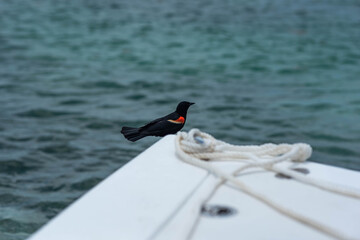Red-winged Blackbird