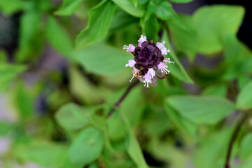 Sweet Basil, Thai Basil, Ocimum basilicum Linn (flower)